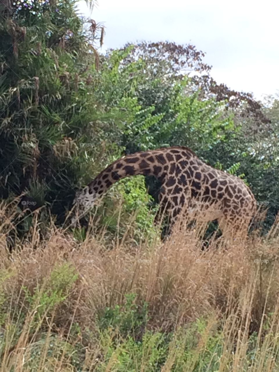 Giraffe on the savannah