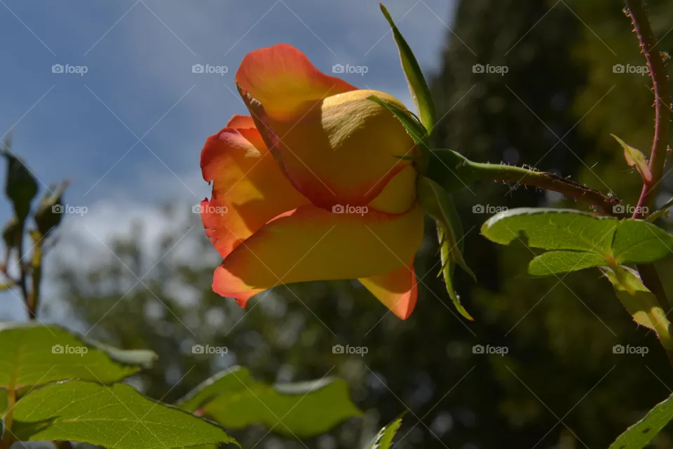 rose