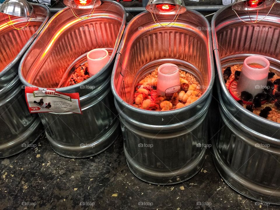 Little chickies waiting to have a home 