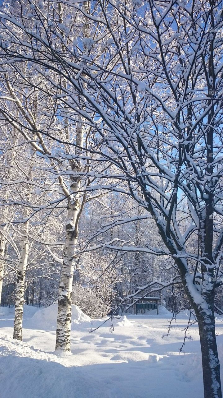 Bright winter day in Finland