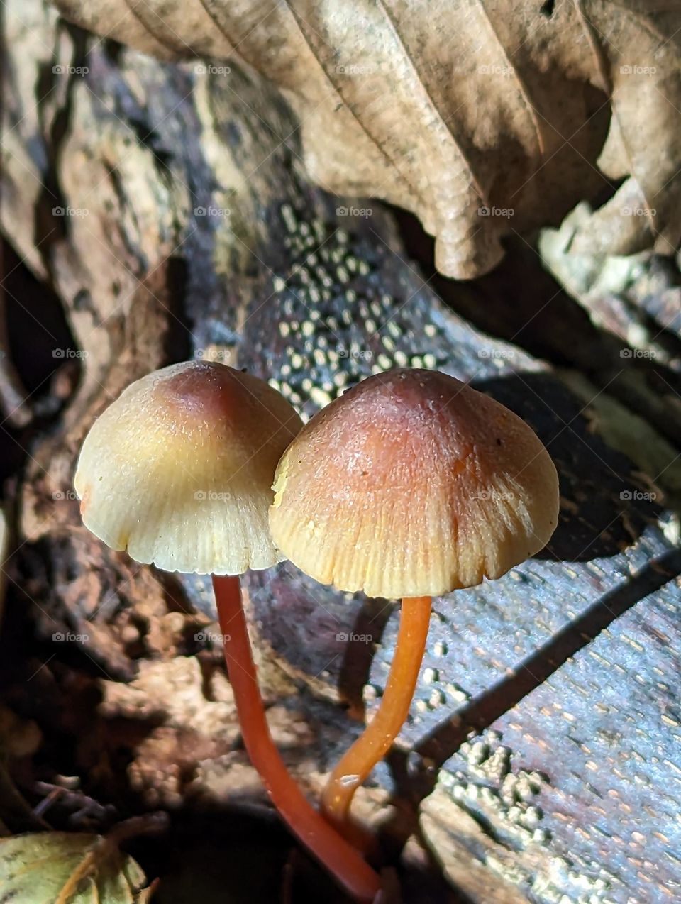 Mystical Mushrooms