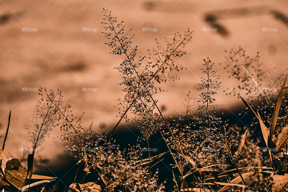 Grass  - closeup  - brown shade