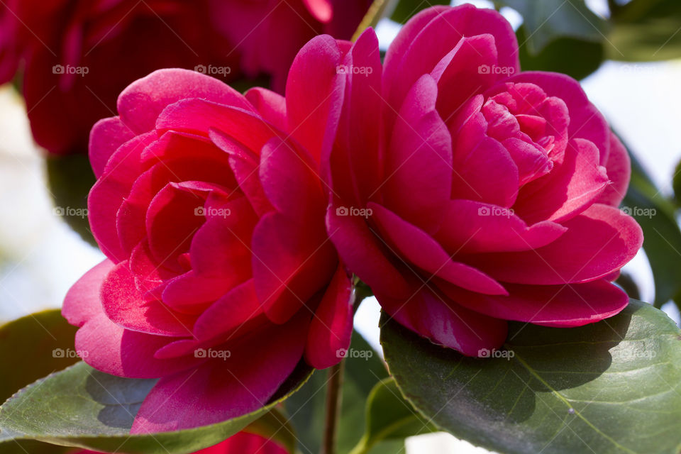 Pair of Red Camellias 