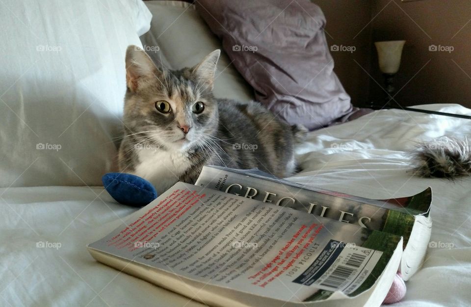 CiCi was adopted as a Semi-feral rescue. She has transformed into a loving trusting friend after months of TLC.