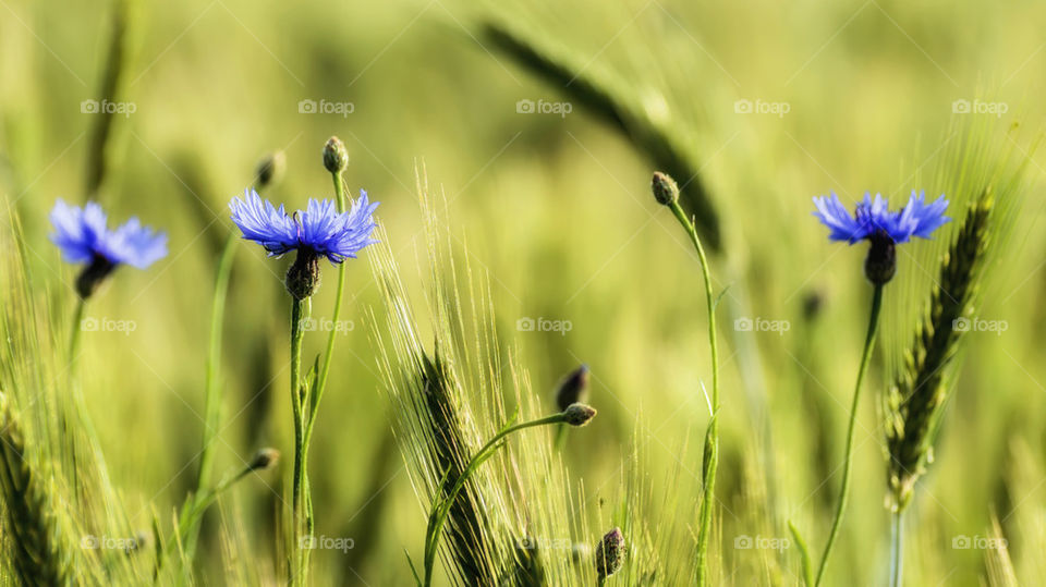 Cornflowers in a field