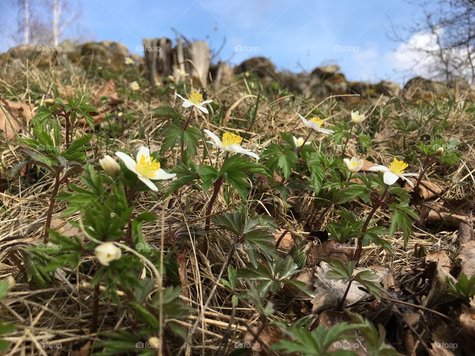 Wood anemone