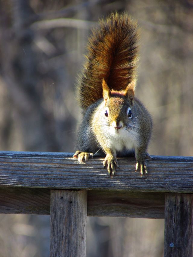 wildlife
