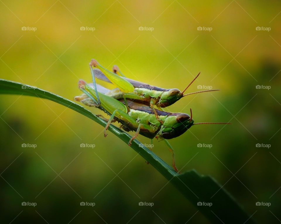 grasshopper mating moment