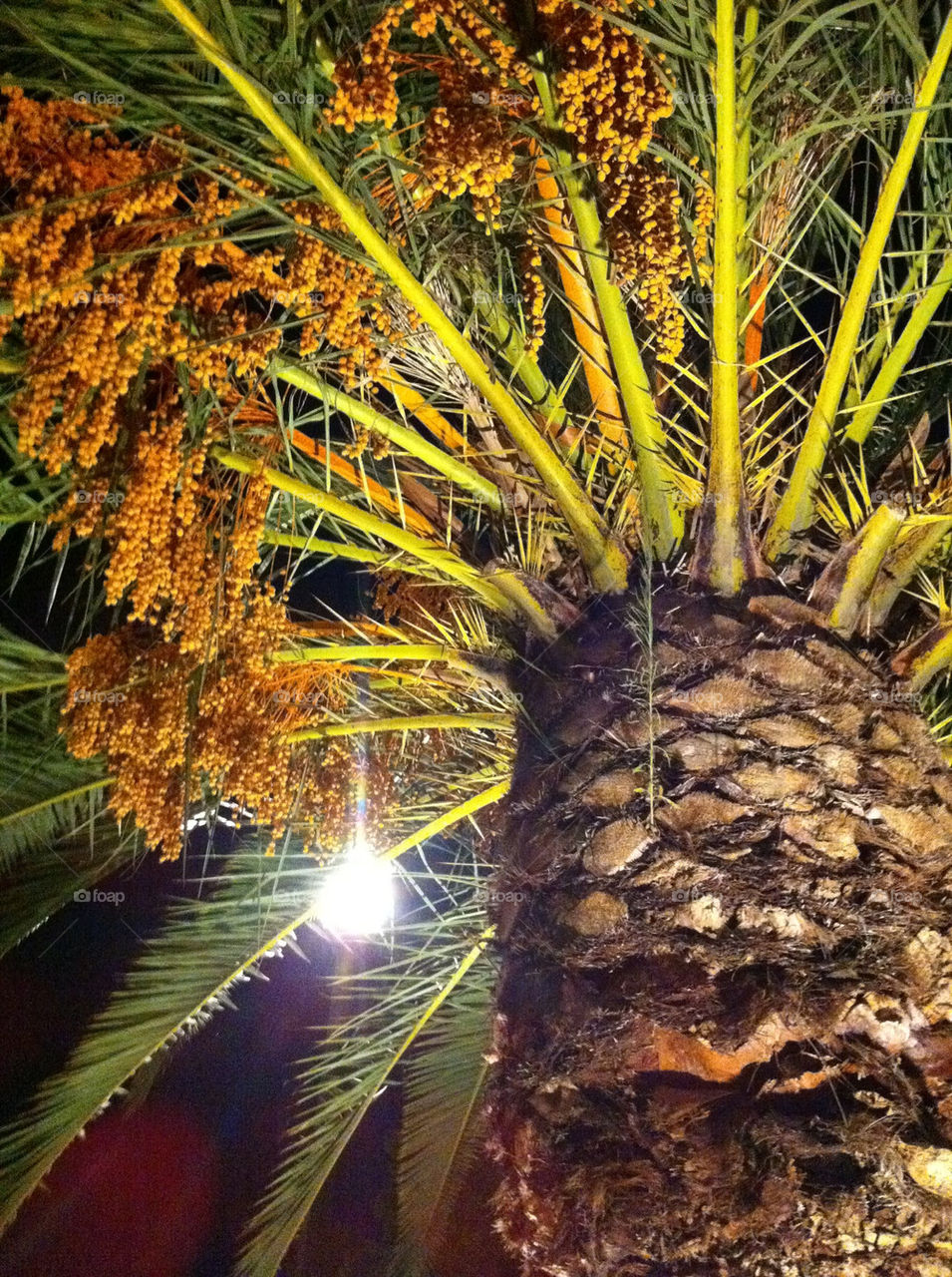 tree palm park lamp by jifkak