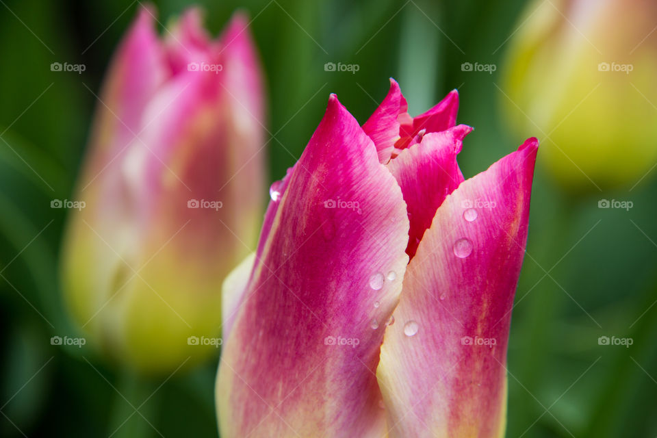 Tulips and water droplets 