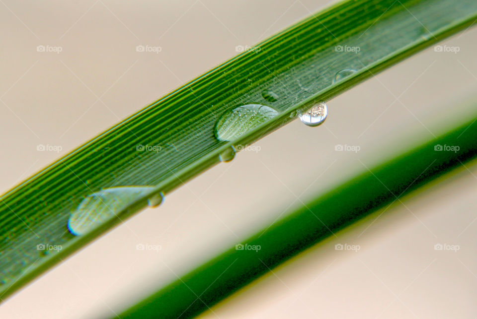 Shapes of nature