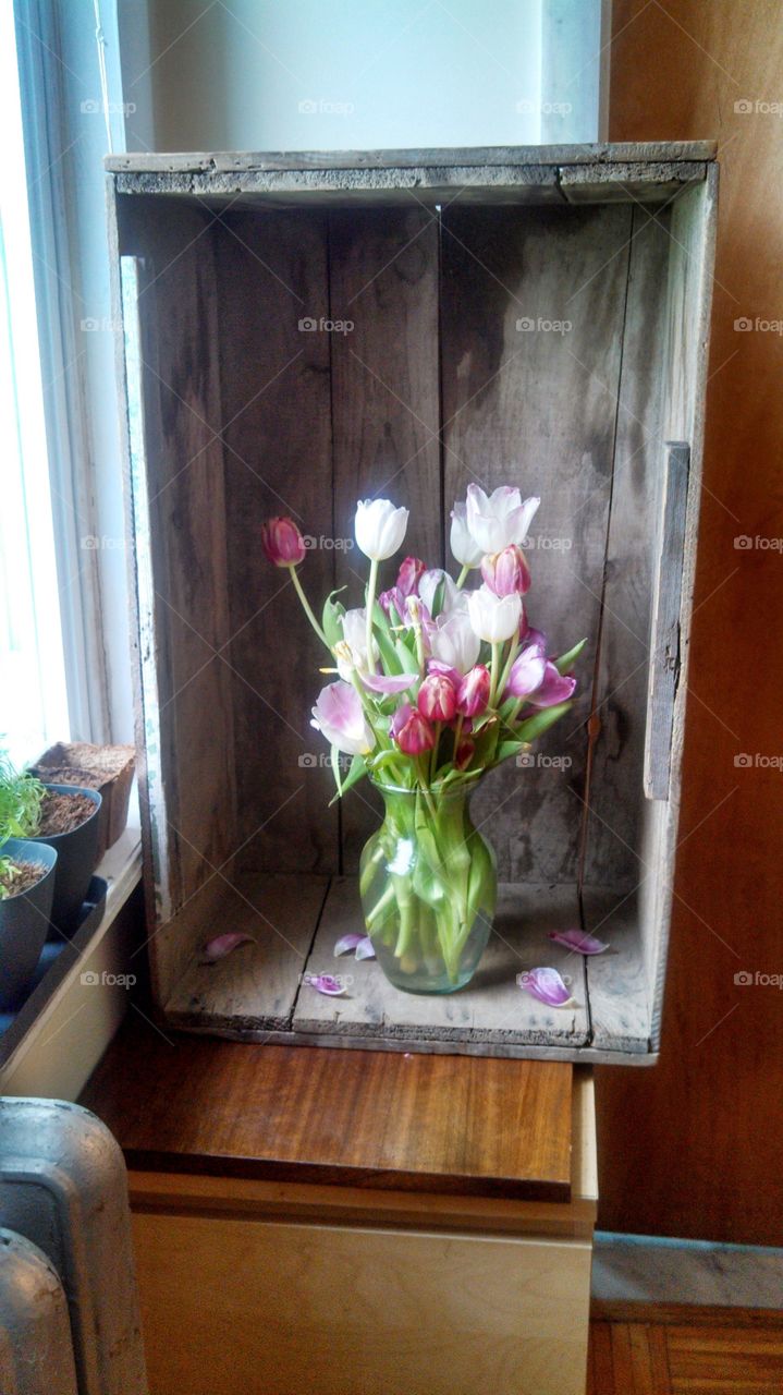Tulips. Anniversary Flowers