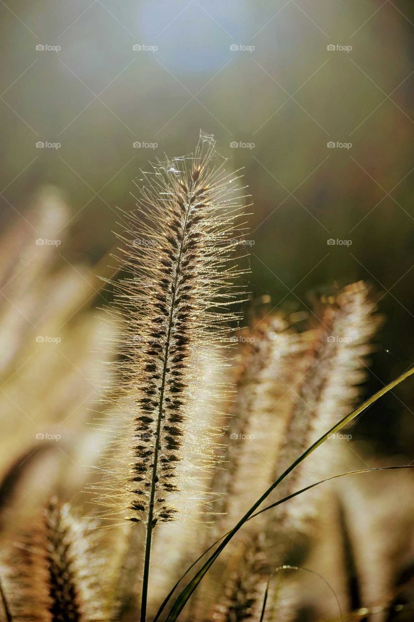 Grass on the field