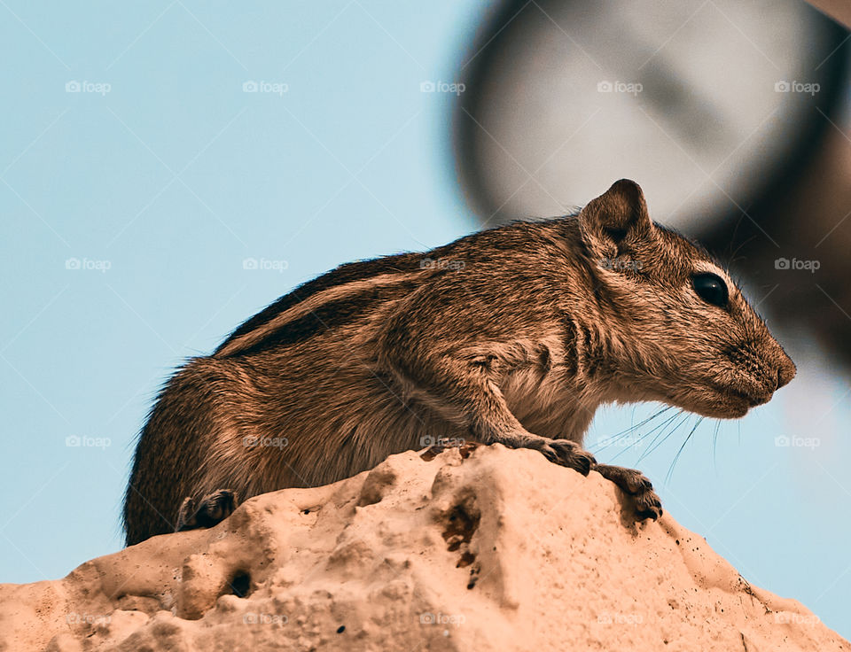 Squirrel  - morning soft light