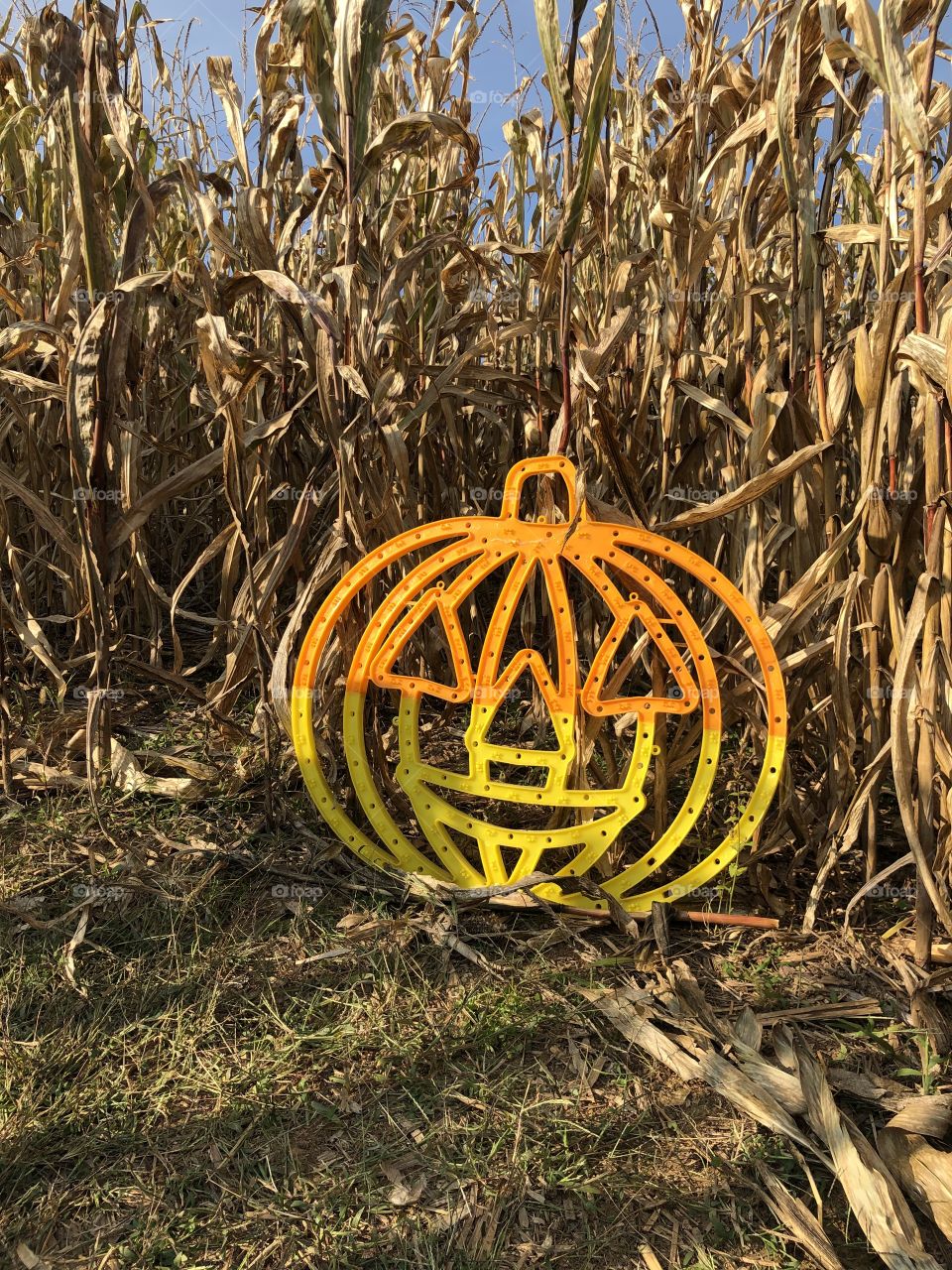 Pumpkin in a corn maze 