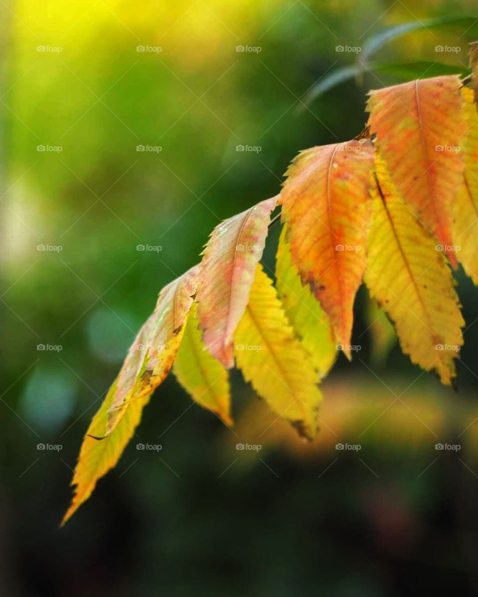 Autumn is a second spring when every leaf is a flower.