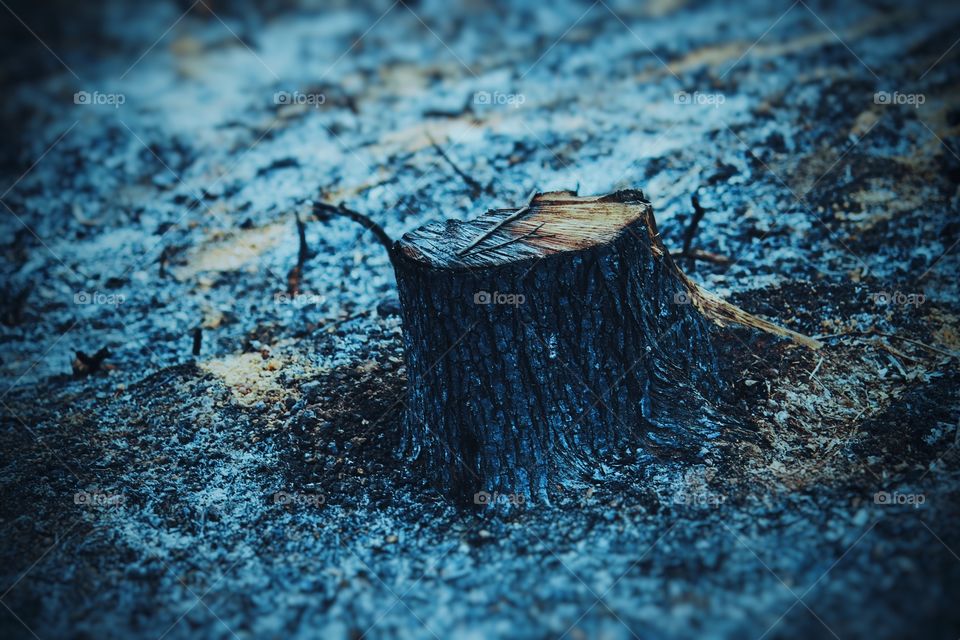 Death of a Tree