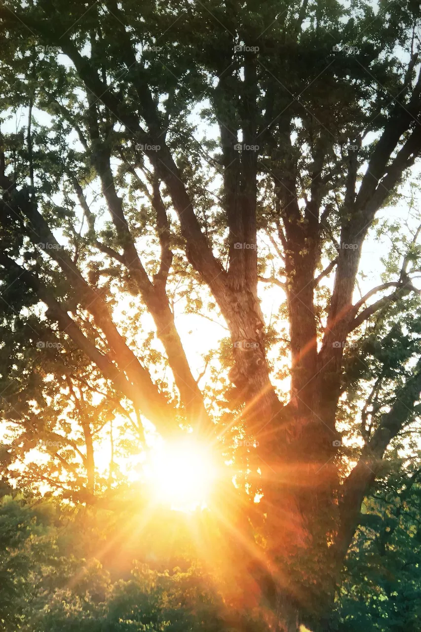 Sunshine 