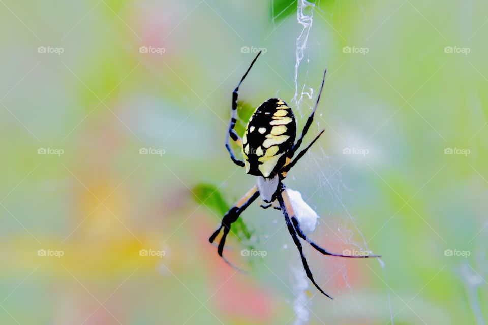 Amazing photo of garden spider working on building its web in garden! 