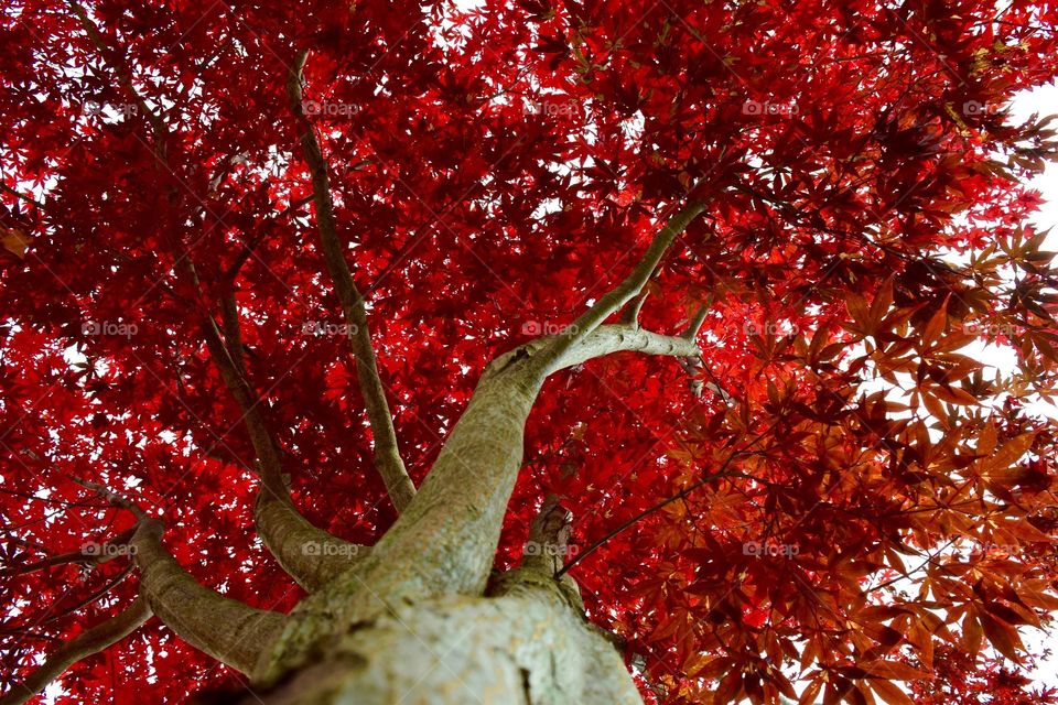 Low angle view of maple tree