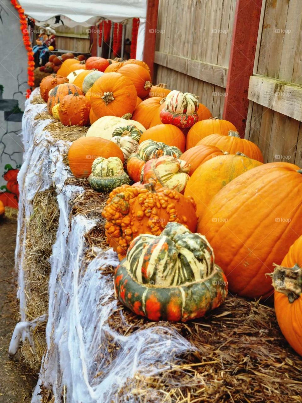 the celebration can begin