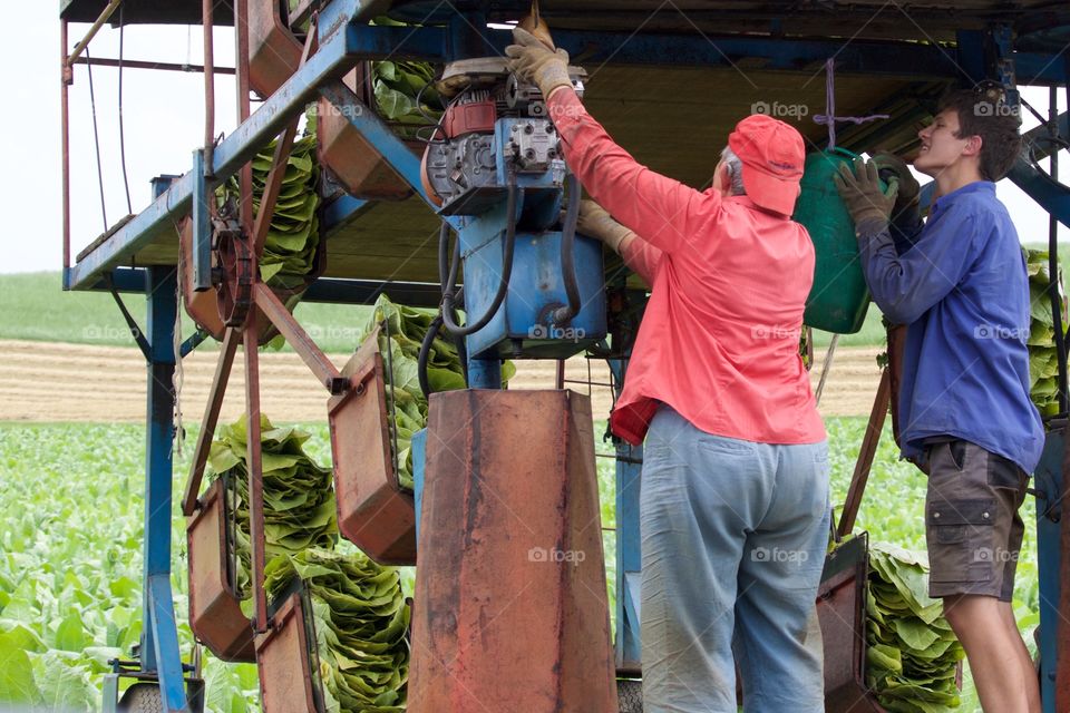 Tobacco Harvesting In Schenkon,Switzerland