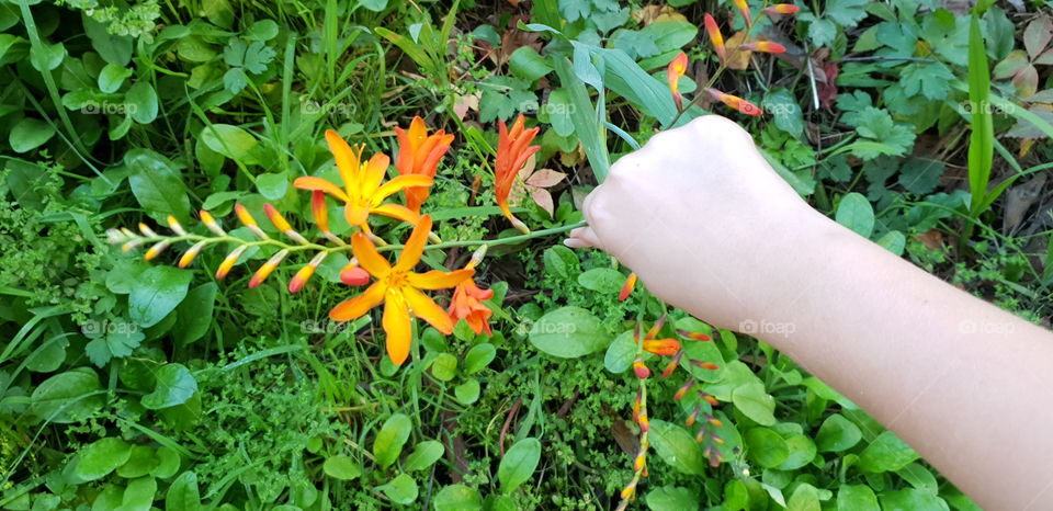 hand holding and showing a pretty bright orange coloured flower vine set amongst healthy deep green leaves, grass and plants