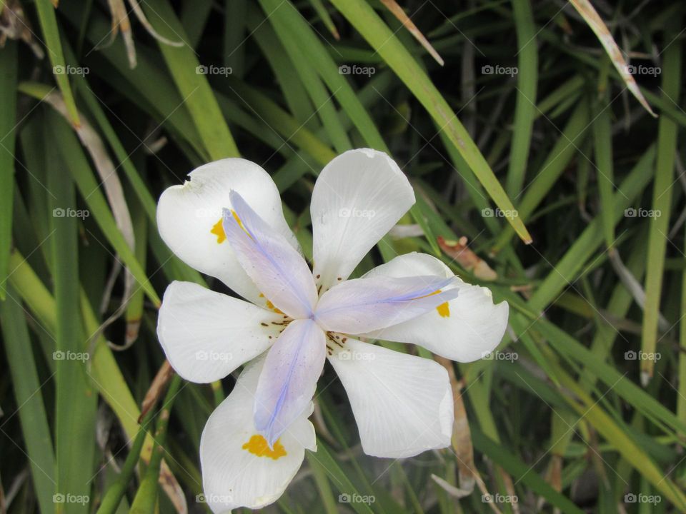White and purple flower