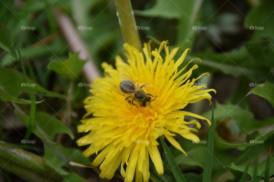 Biene auf Butterblume