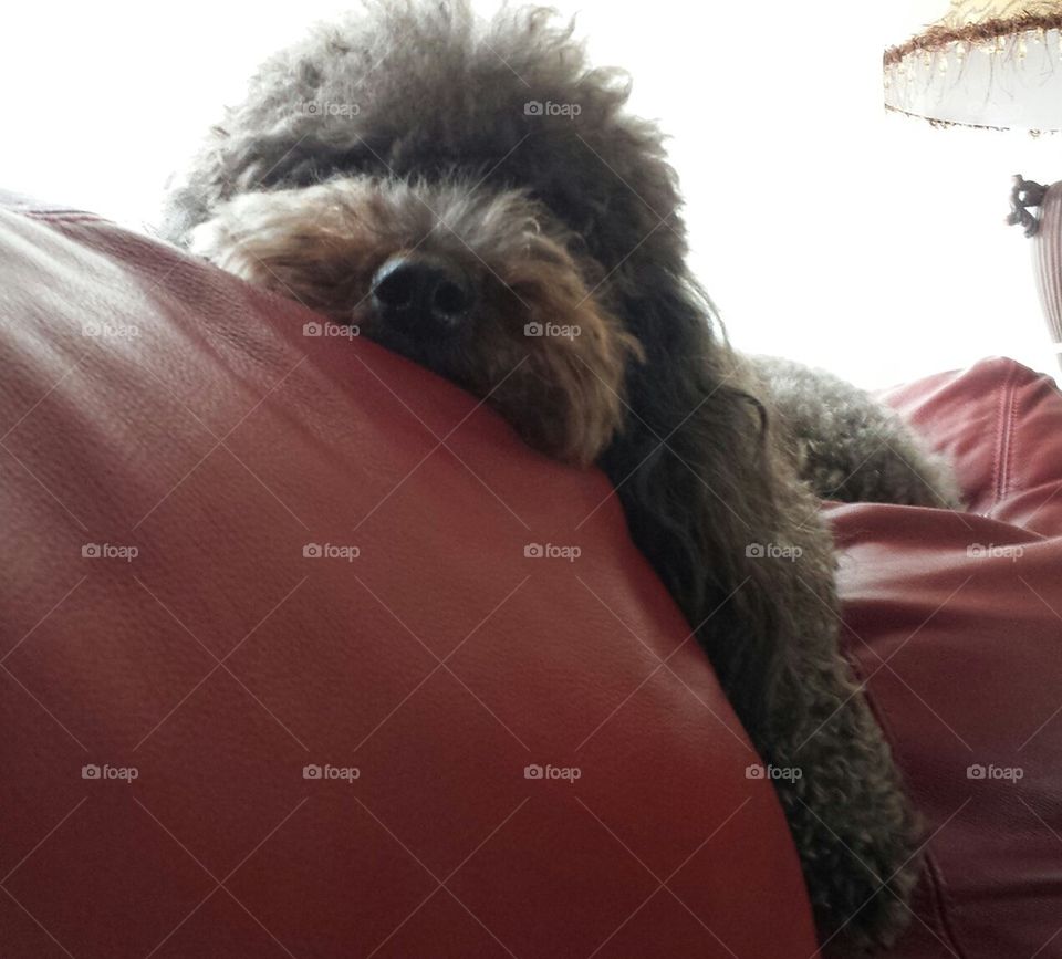Couch Poodle