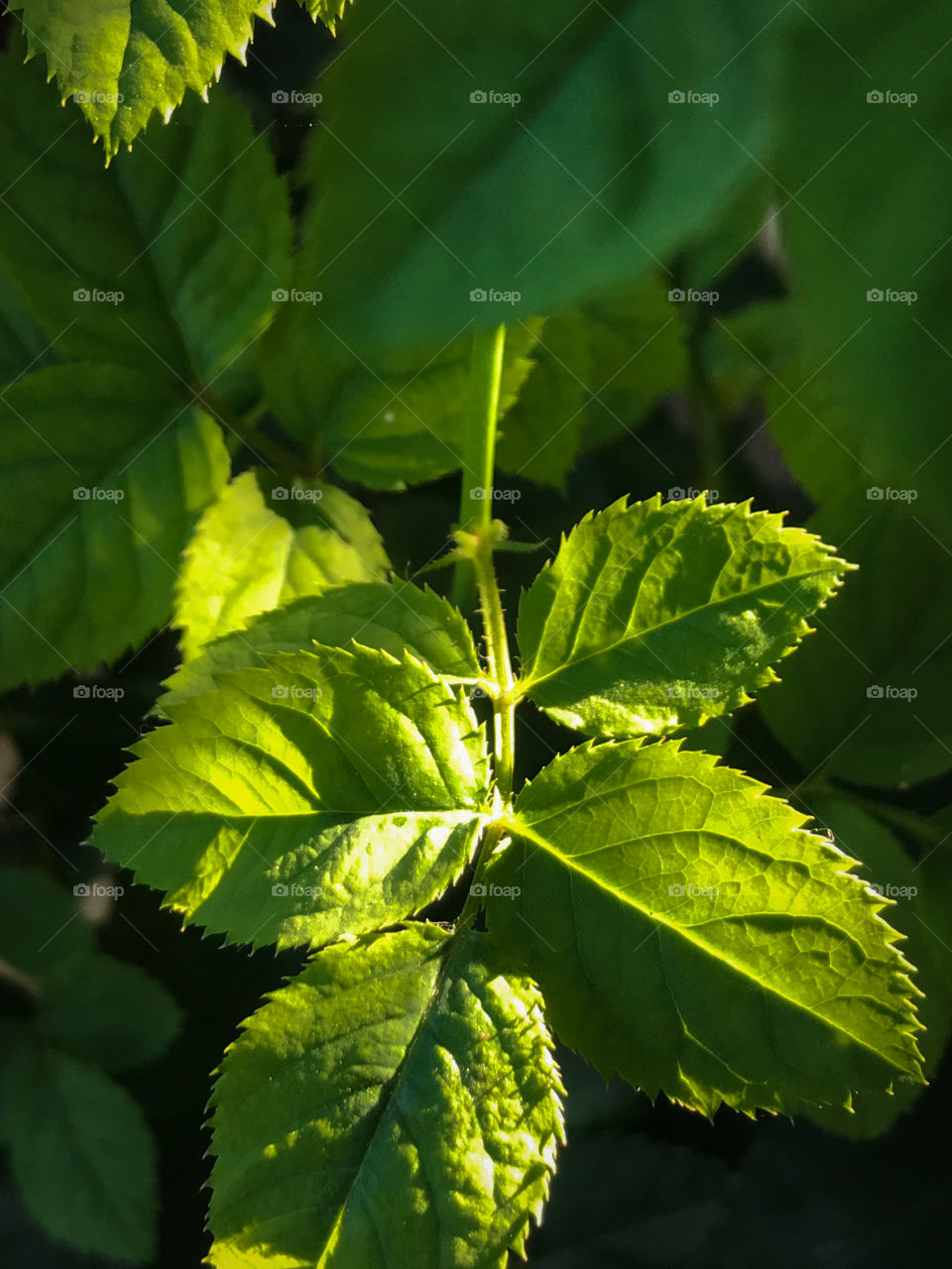 Green 😍