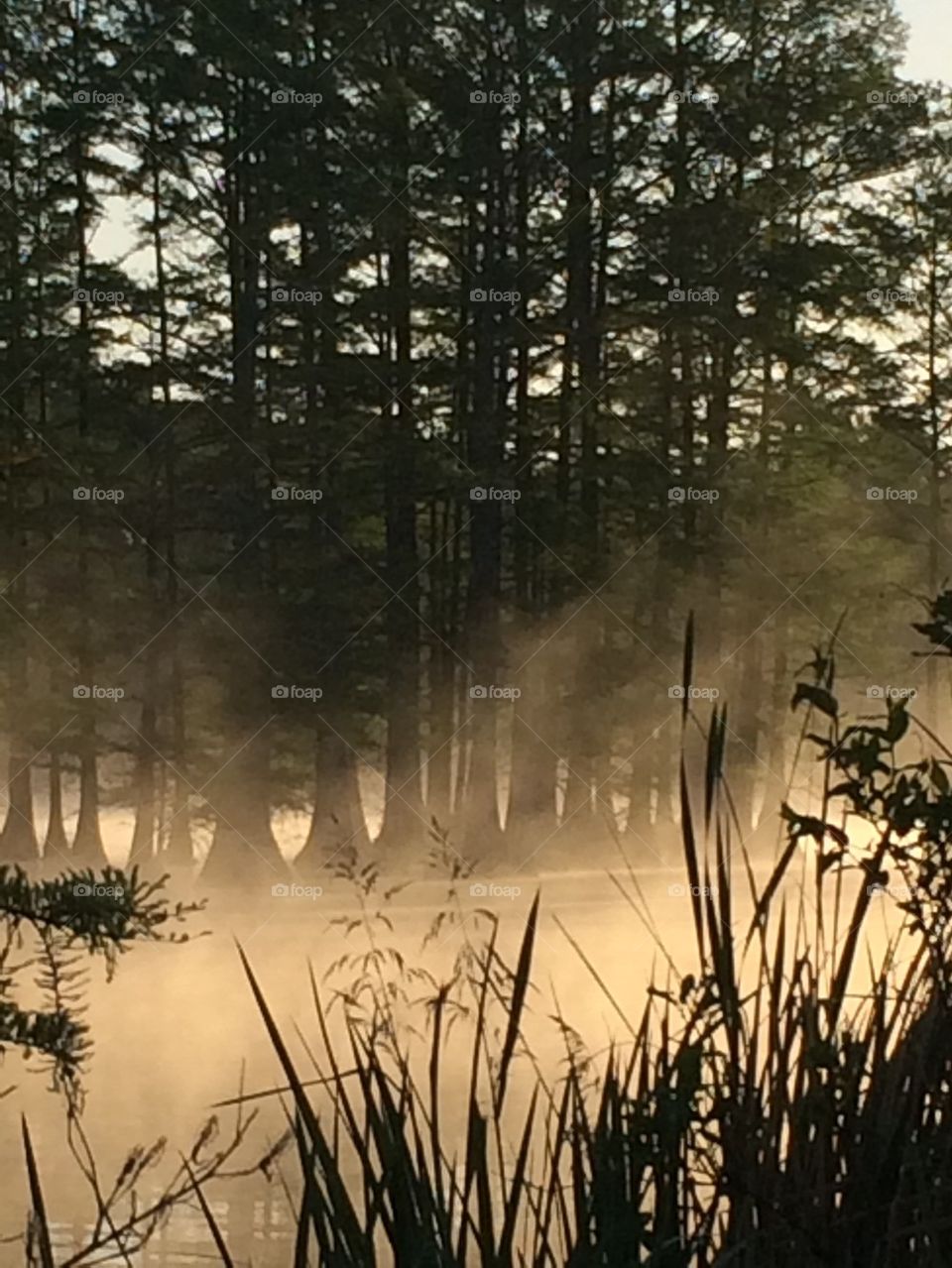 Looking through the reeds