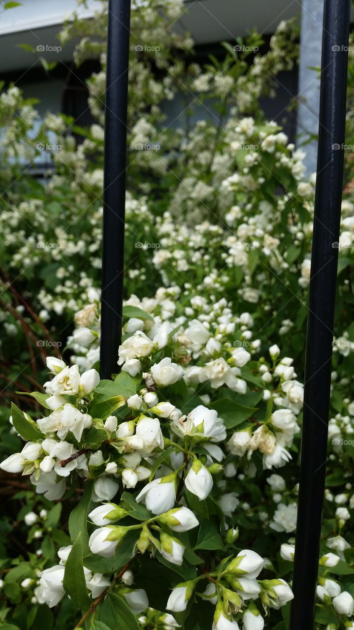 summer bloom. flower