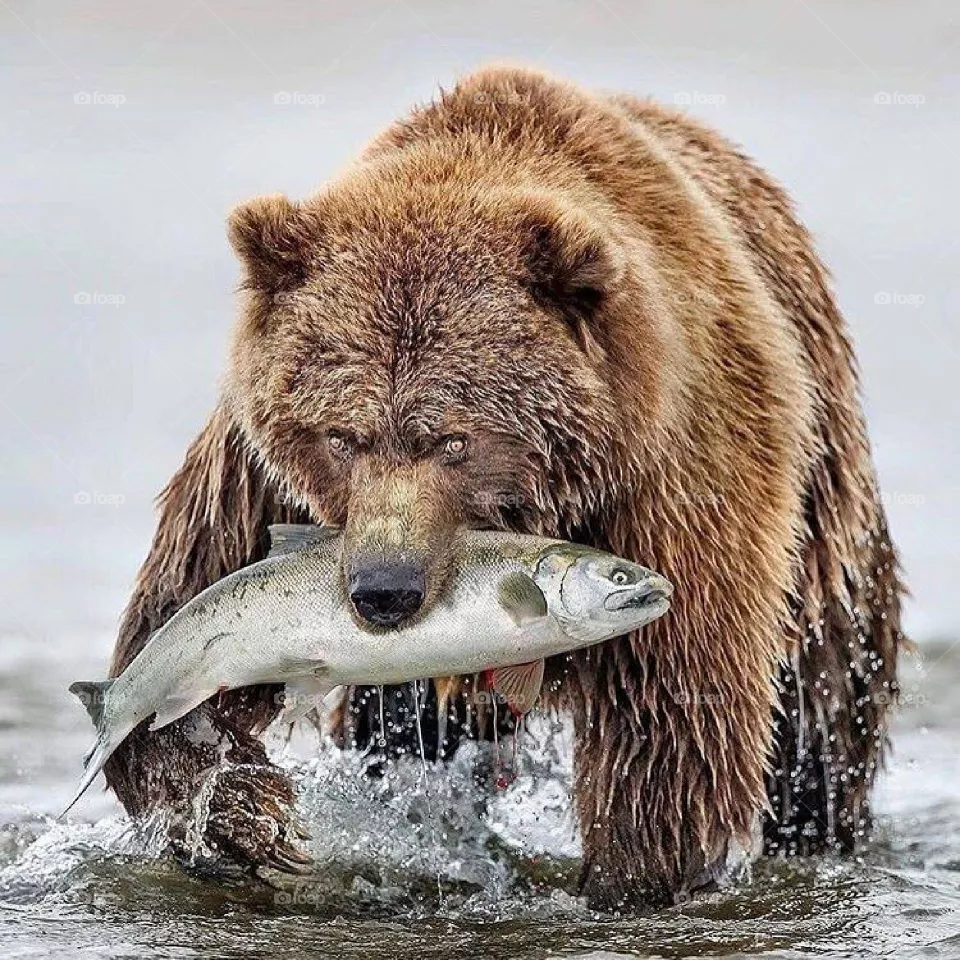 big beer