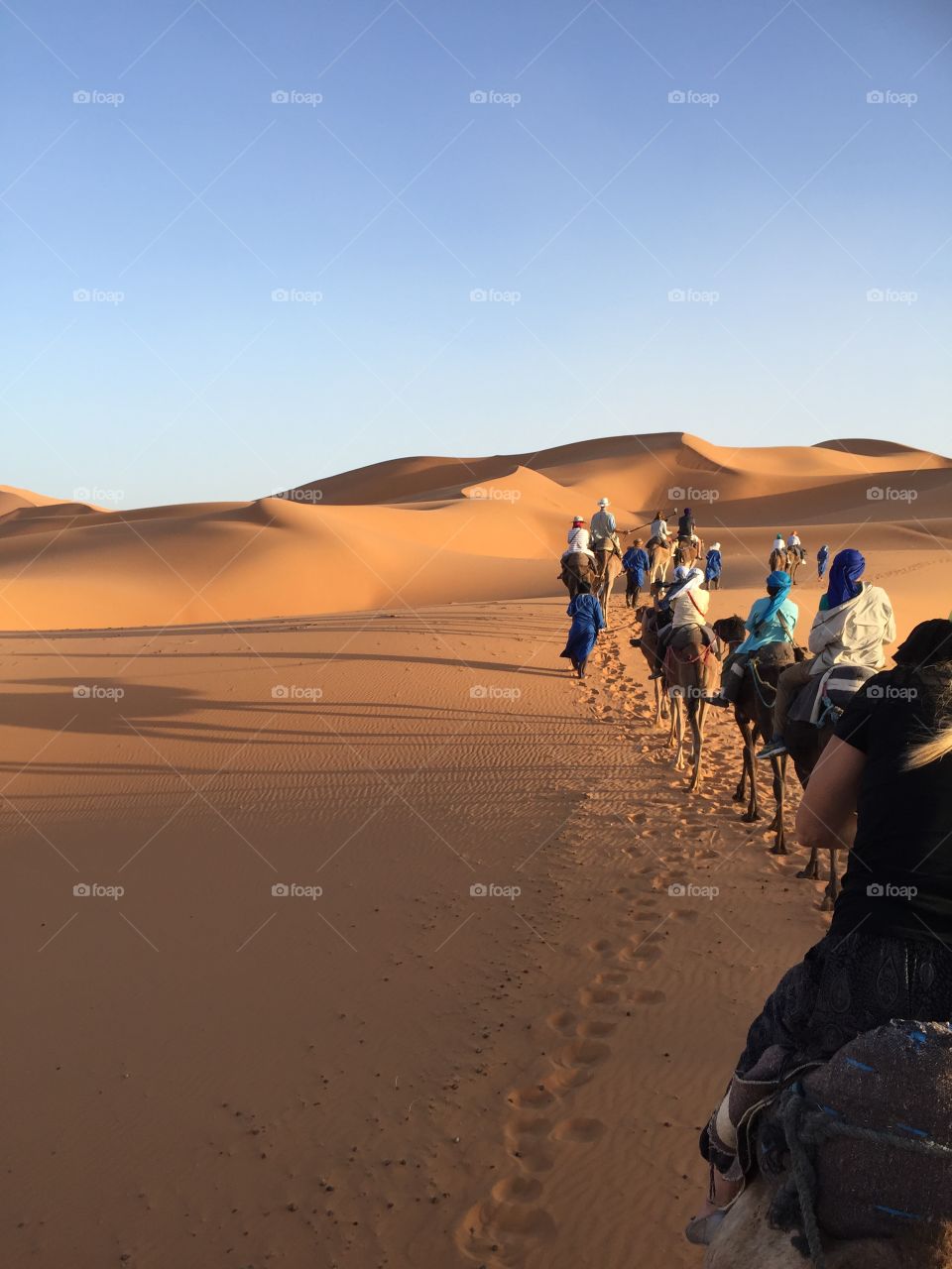 Camel ride in the Sahara 