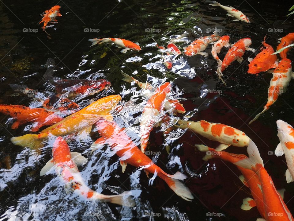 Fancy​ carp​ koi fish​