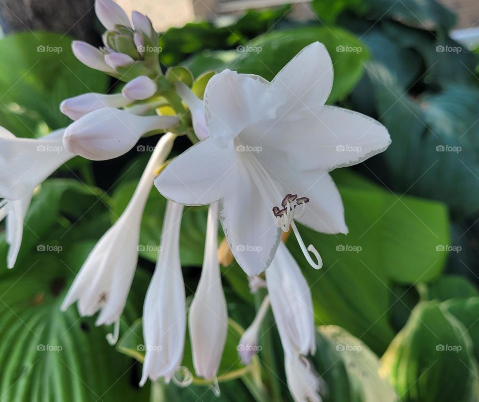 Flowering Hosta