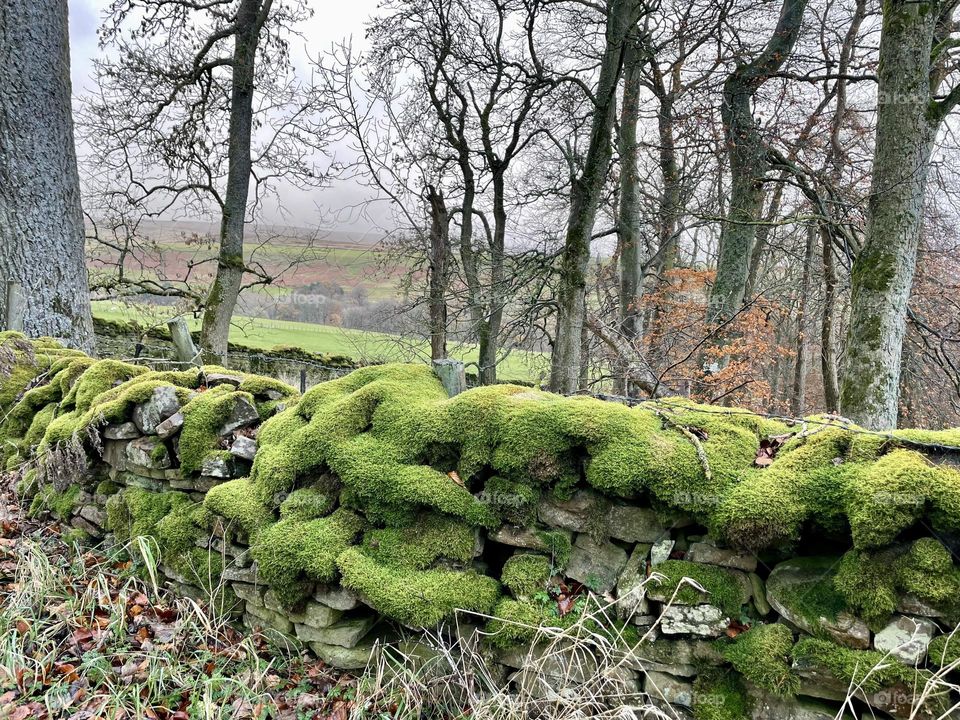 Mossy covered dry stone wall 