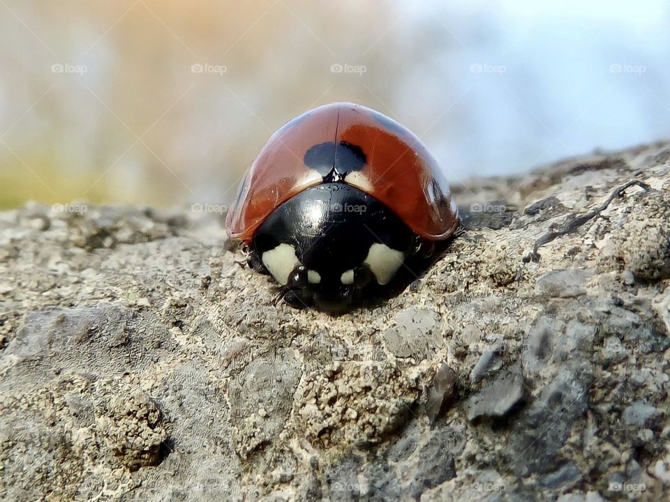 Sleepy Ladybird