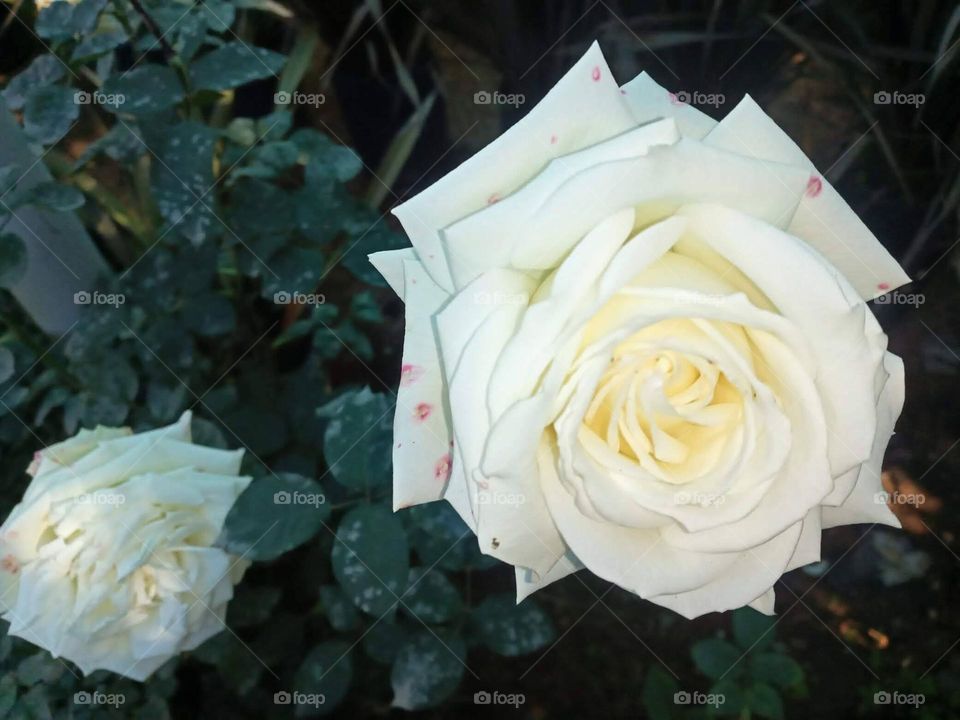 white flower