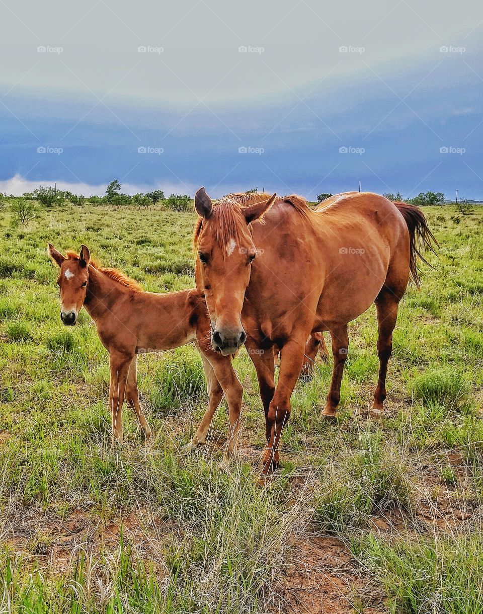 Ranch Horses