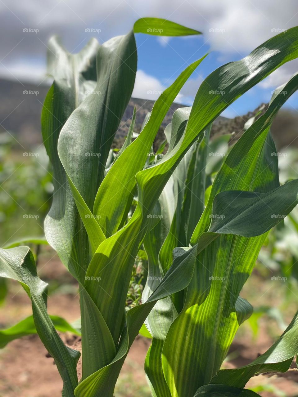 Corn field