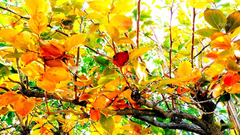 Autumn leaves of a persimmon tree on the italian island of Ischia