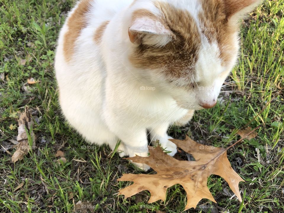 Cat with leaf
