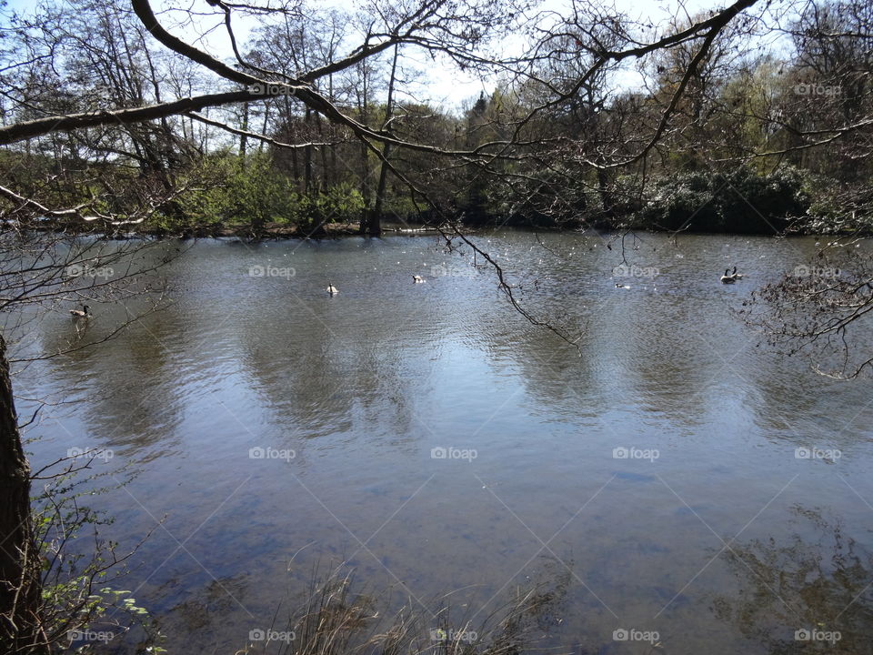 lake in  city park