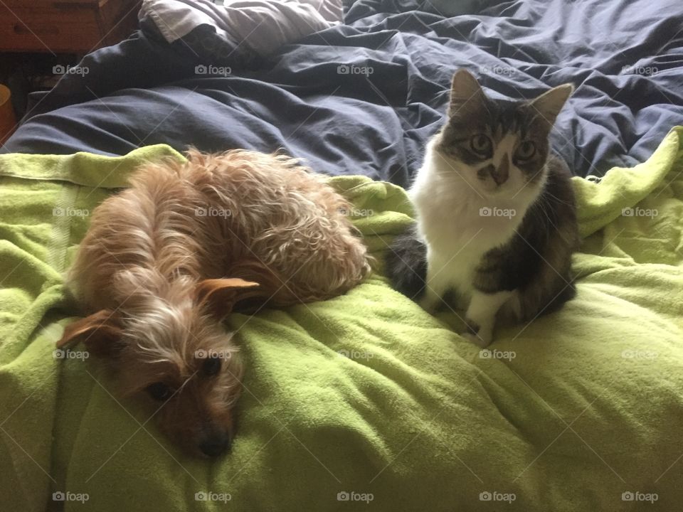 Cat and dog on bed