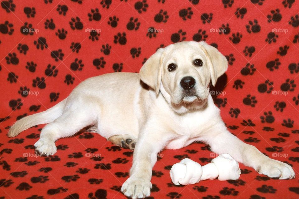 Yellow Labrador puppy with a rawhide chewy