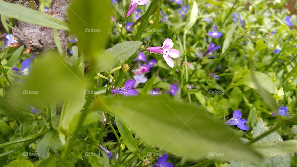 Purple wild flowers in springtime