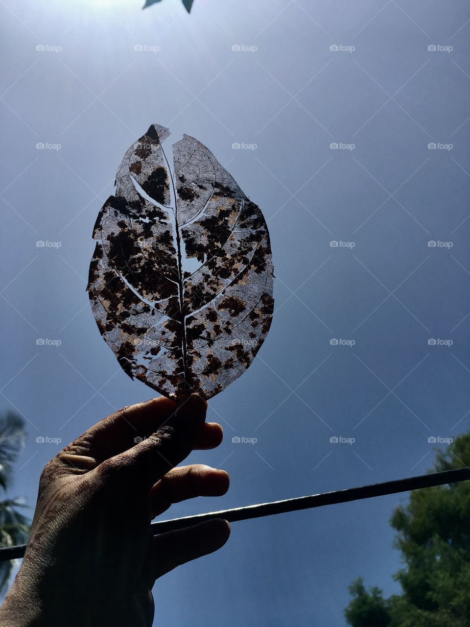 When i saw this leaf then am in love with this and my camera was on ..I click it 