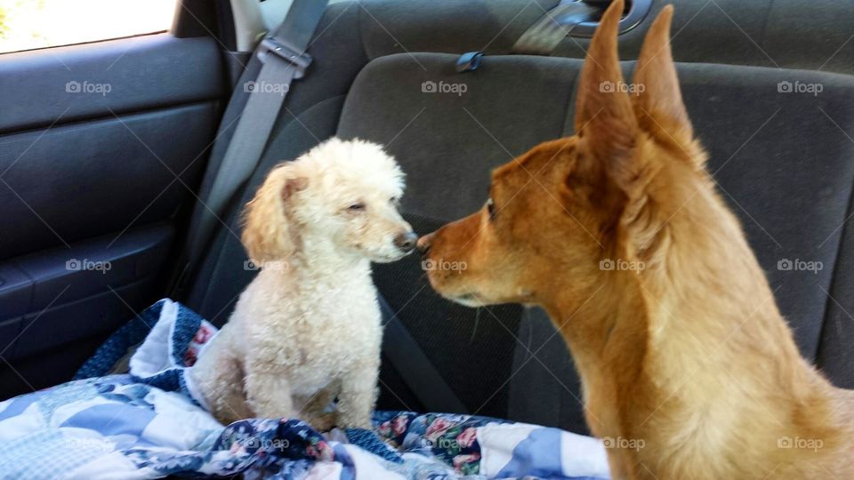 Optical Illusion of 2 Dogs Riding in Car

Took this picture over my shoulder and it looks like they are touching noses but they're not. It's an optical illusion! We were taking the dogs for a ride at the time!
Poodle and Jack Russell Terrier pets.